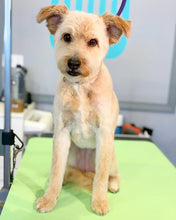 Load image into Gallery viewer, PawMat Anti-Fatigue Reversible Table Mat (Lime Green/Purple)