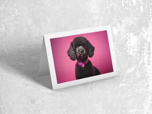 Black Poodle with Pink Background