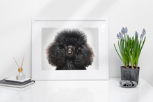 Load image into Gallery viewer, Black Mini Poodle with Gray Background
