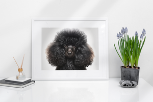 Black Mini Poodle with Gray Background