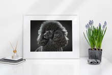 Load image into Gallery viewer, Black Poodle with Black Background
