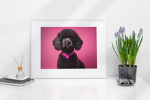 Load image into Gallery viewer, Black Poodle with Pink Background

